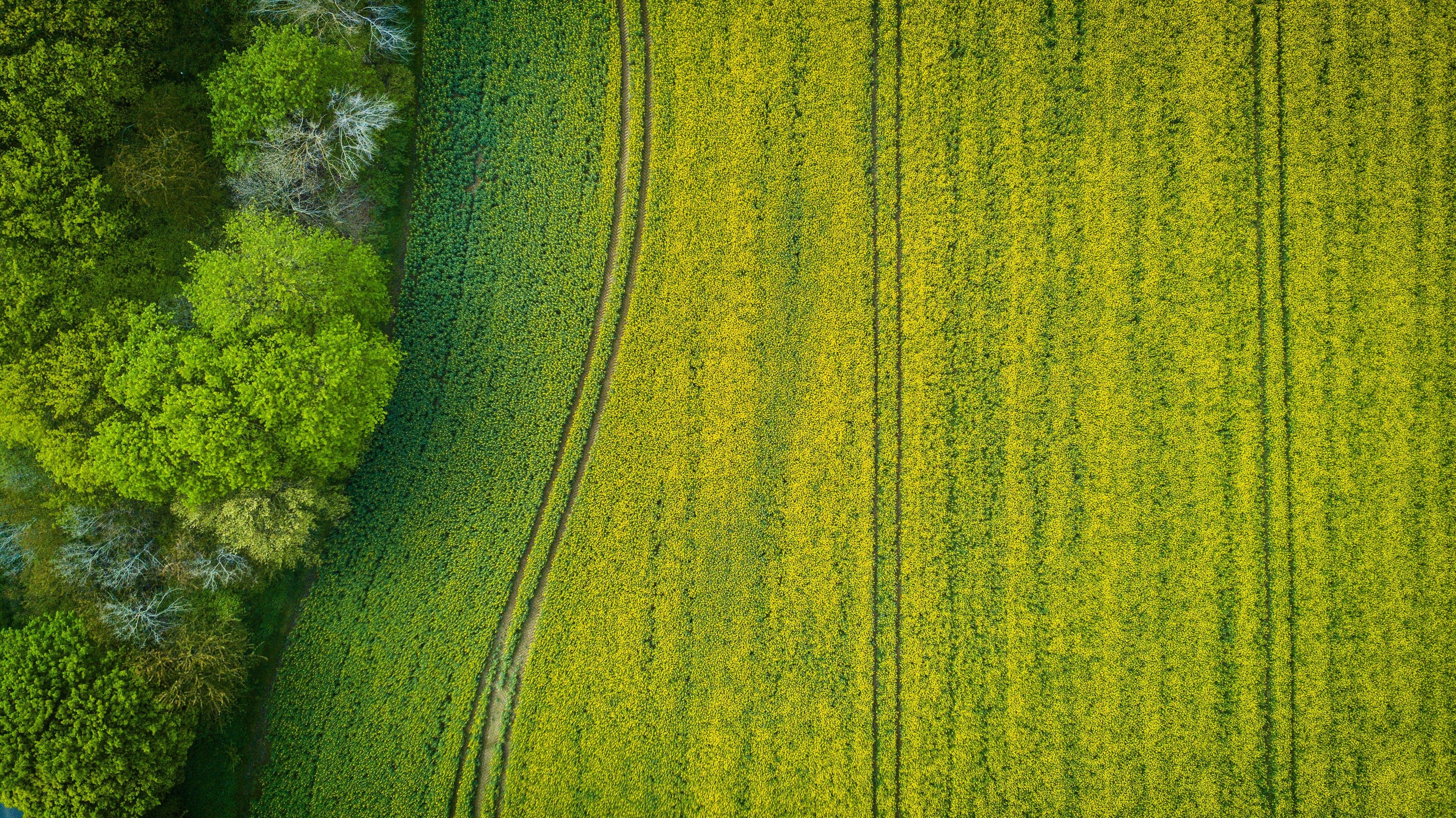 Overhead view of a field of yellow blossom in neat planted rows, a strip of green crop and a line of trees along one edge.