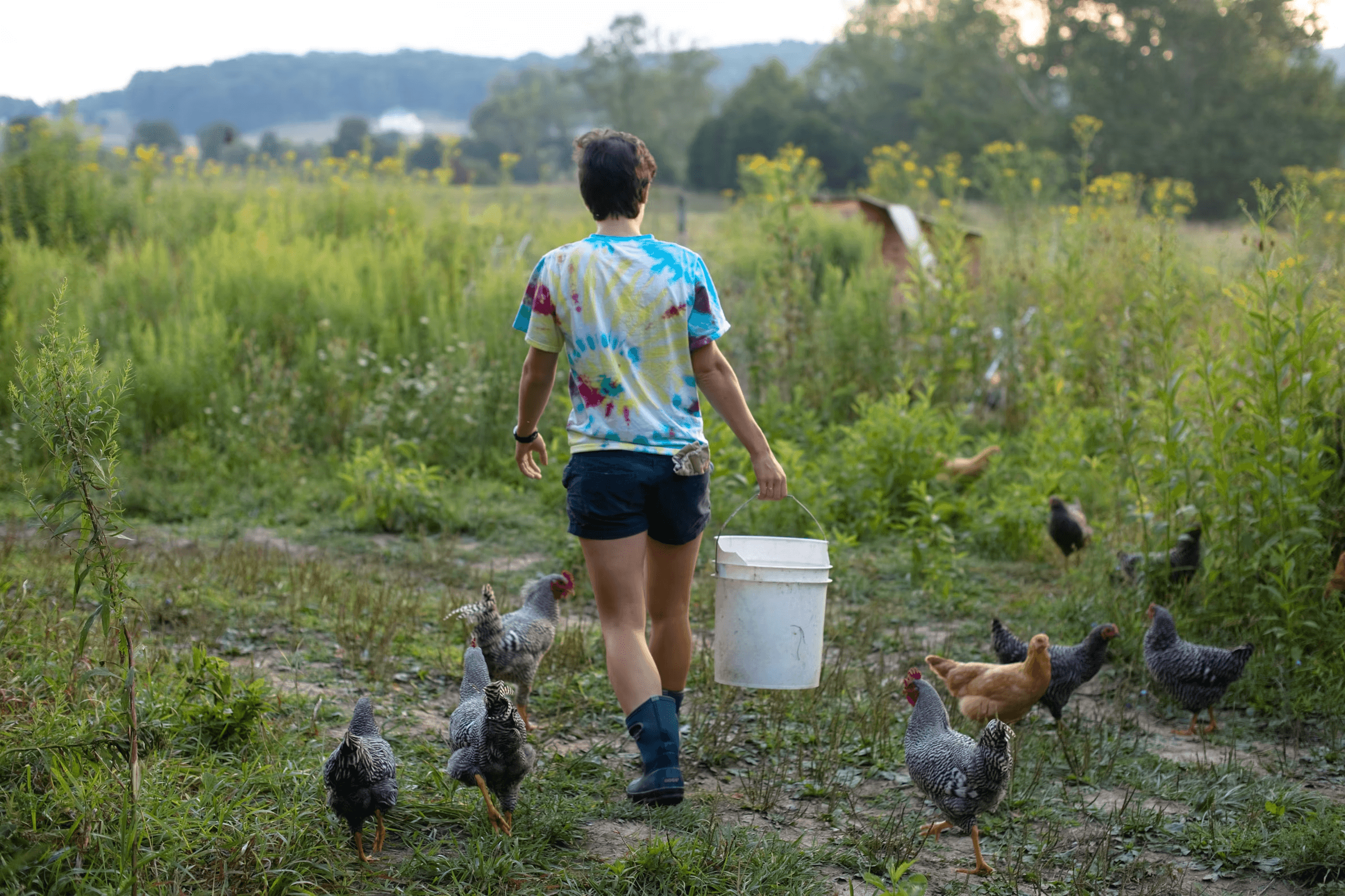 A person in boots carrying a white feed bucket across a green pasture with a flock of mixed-breed chickens following behind.