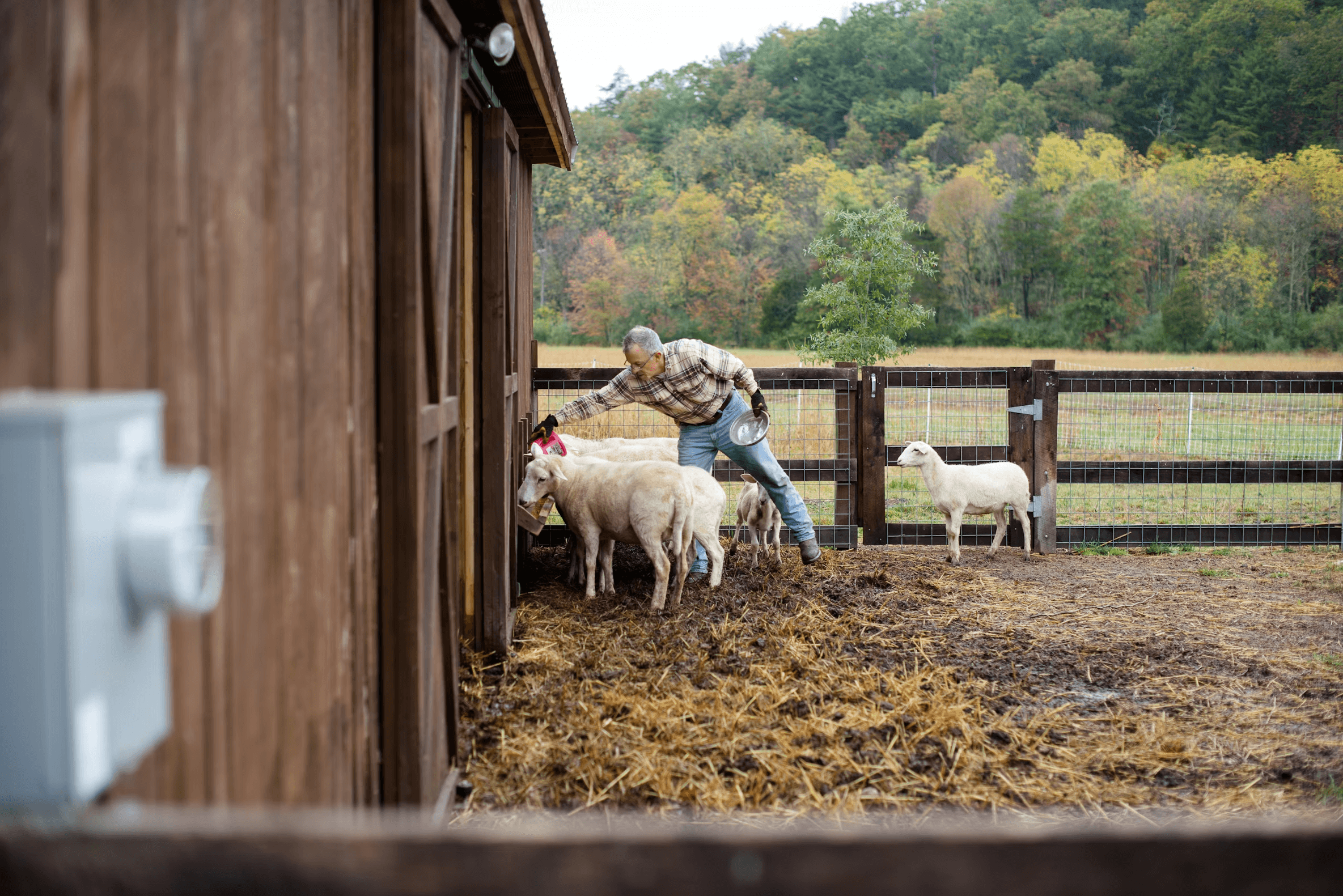 A person leaning on a wooden barn corral feeding sheep, wooded hills rising behind the paddock.