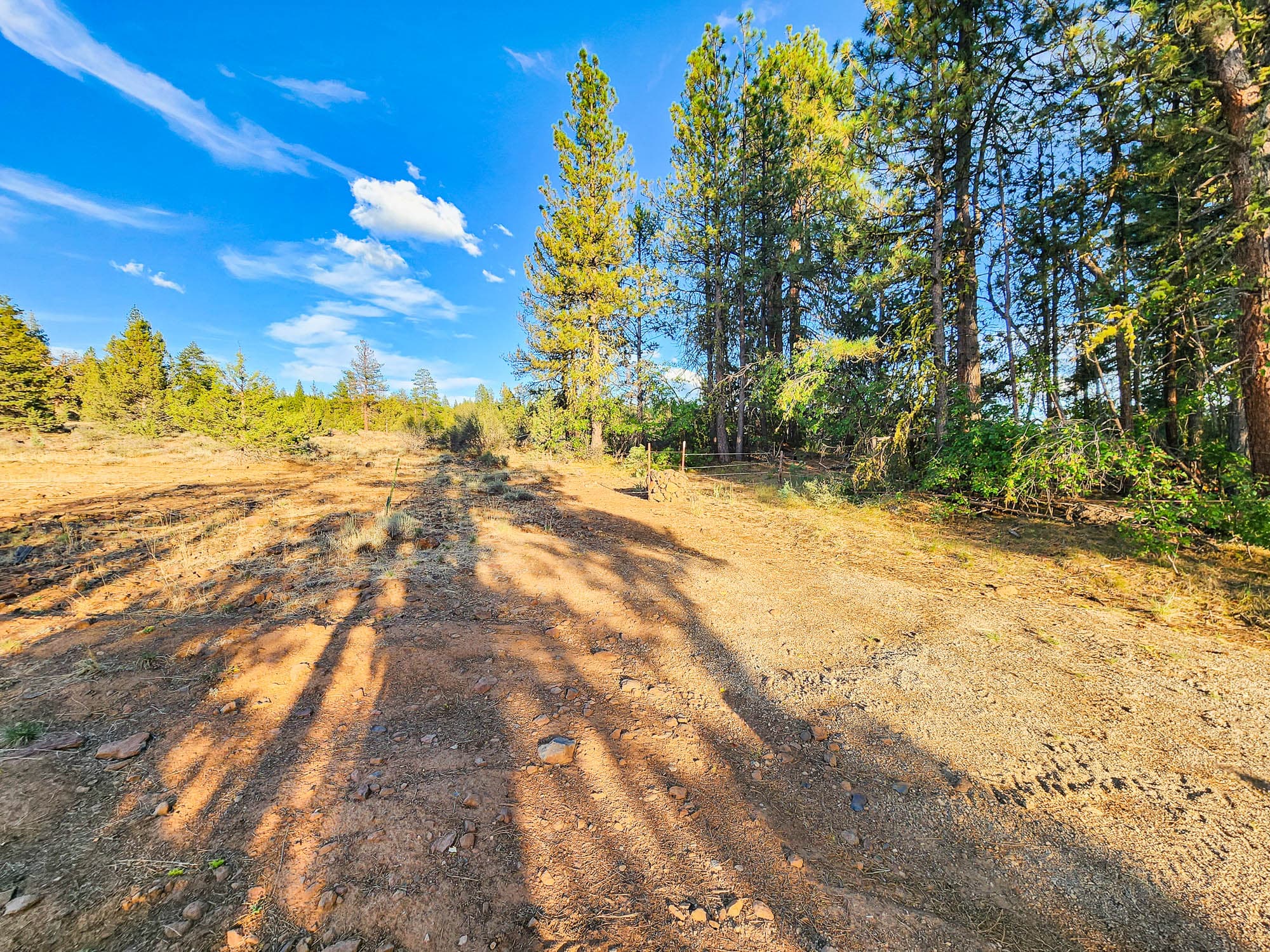 A rough dirt two-track running straight through open Klamath County forest, long tree shadows falling across the red soil.