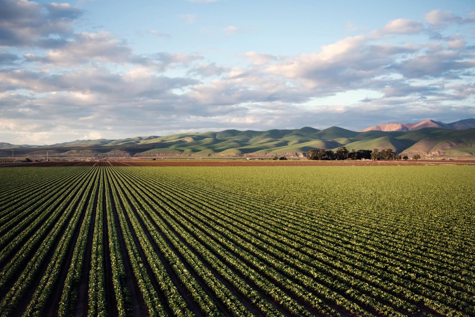 Rows of leafy crop running to a vanishing point across an irrigated field, with green coastal hills behind.