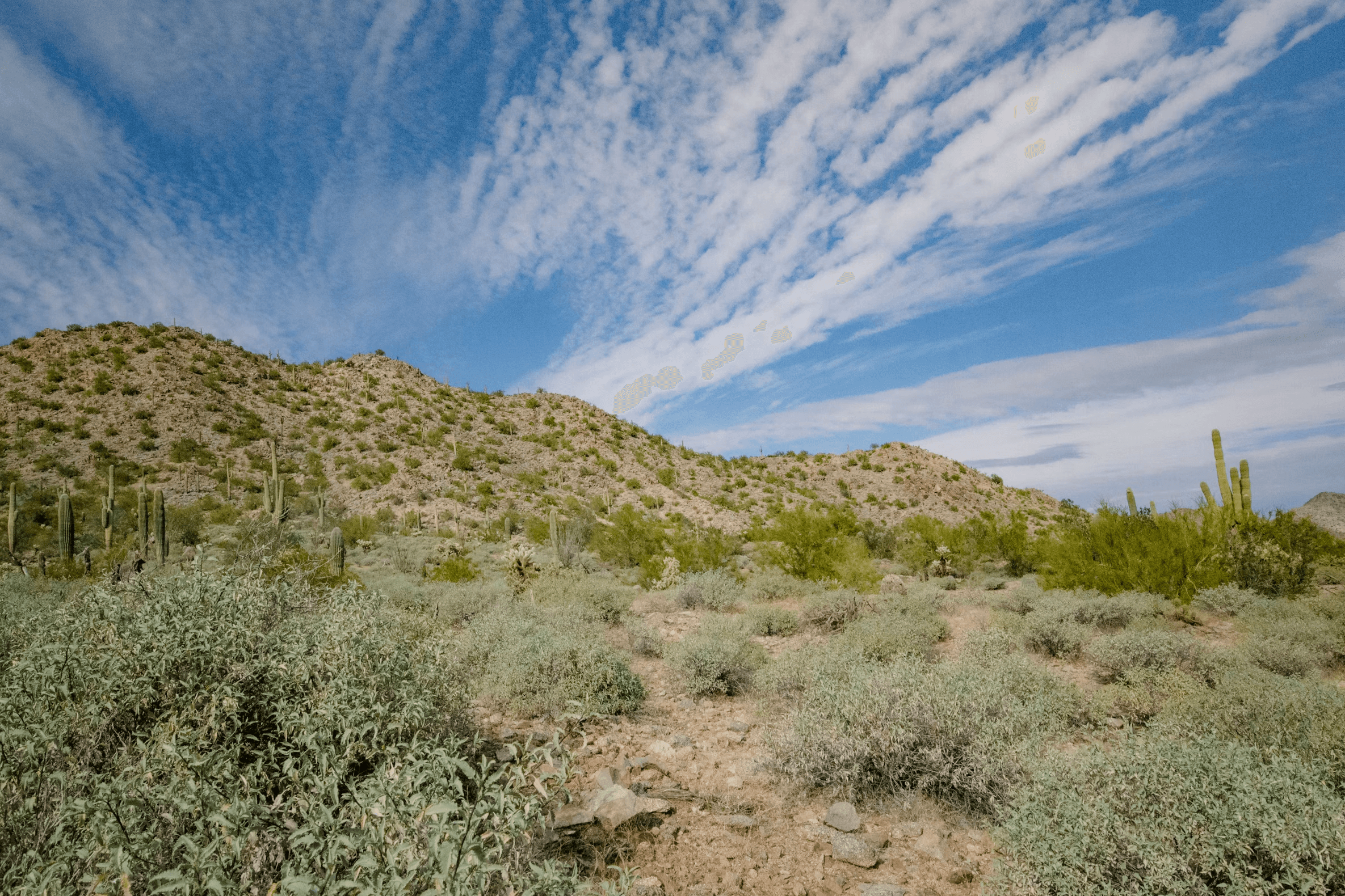 A saguaro-dotted desert hillside rising from low grey-green brush under a sky streaked with high cloud.