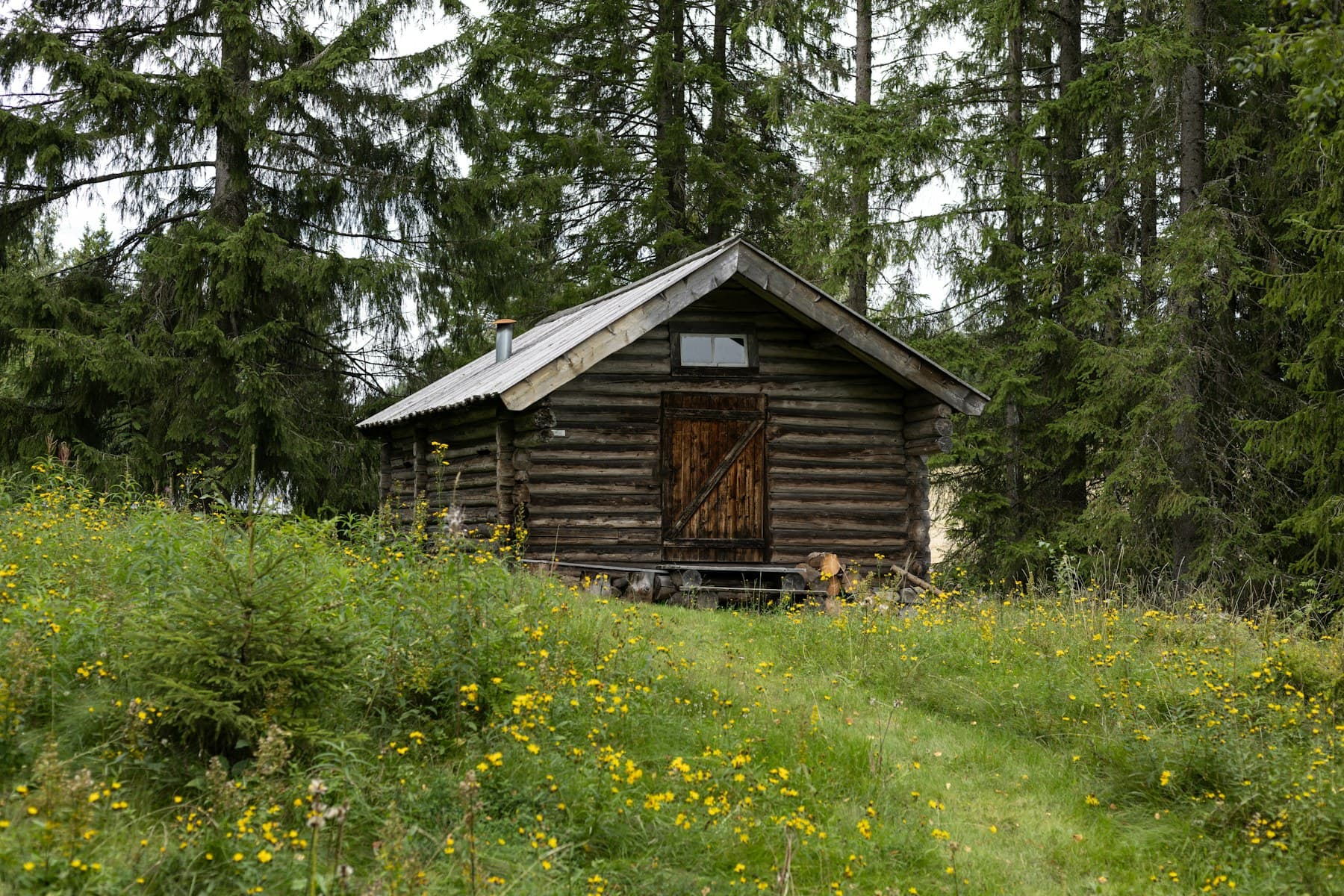A small weathered log cabin standing at the edge of dark conifers above a meadow of yellow wildflowers.