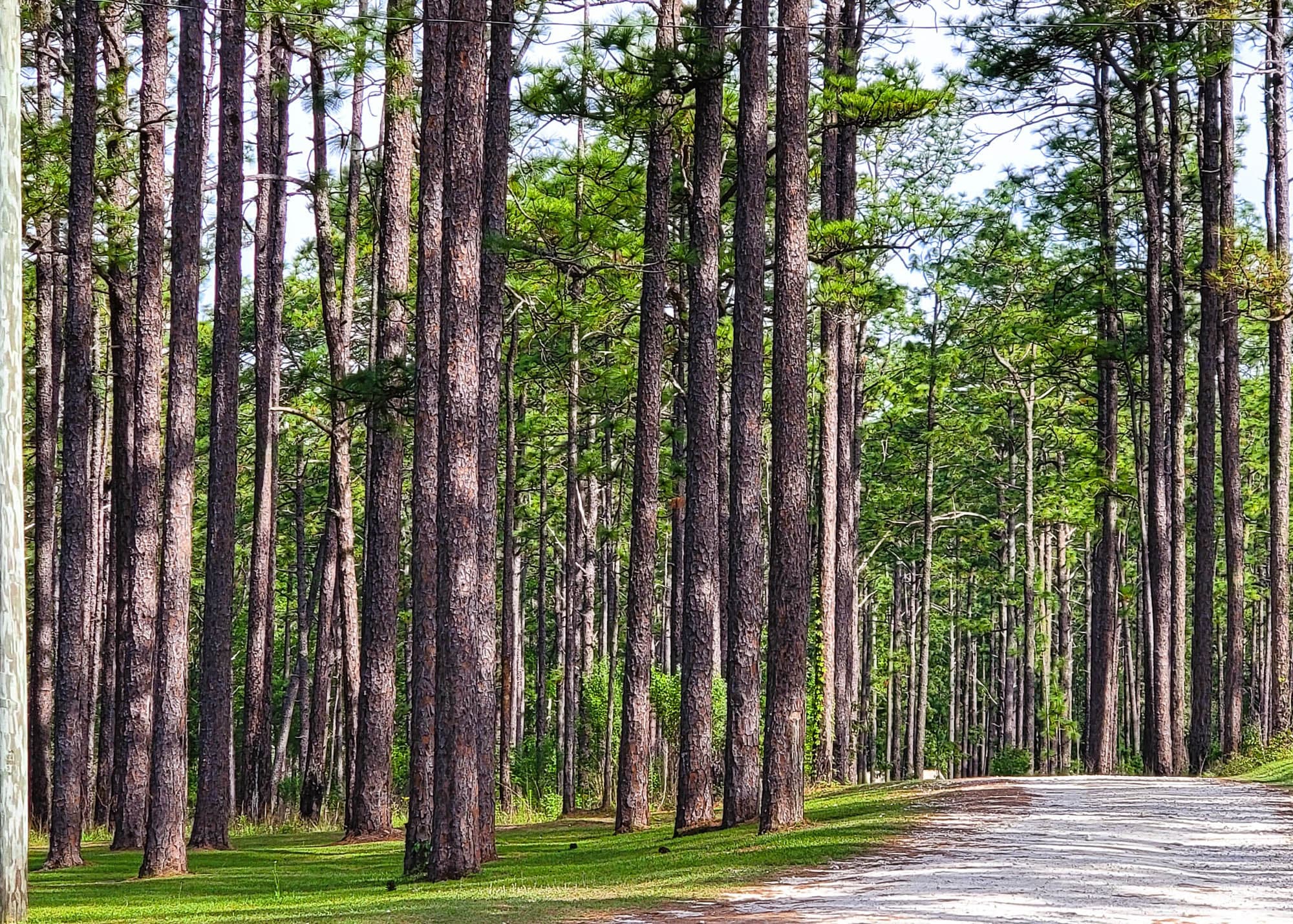 Tall straight longleaf pines standing in rows along both sides of a sand road.