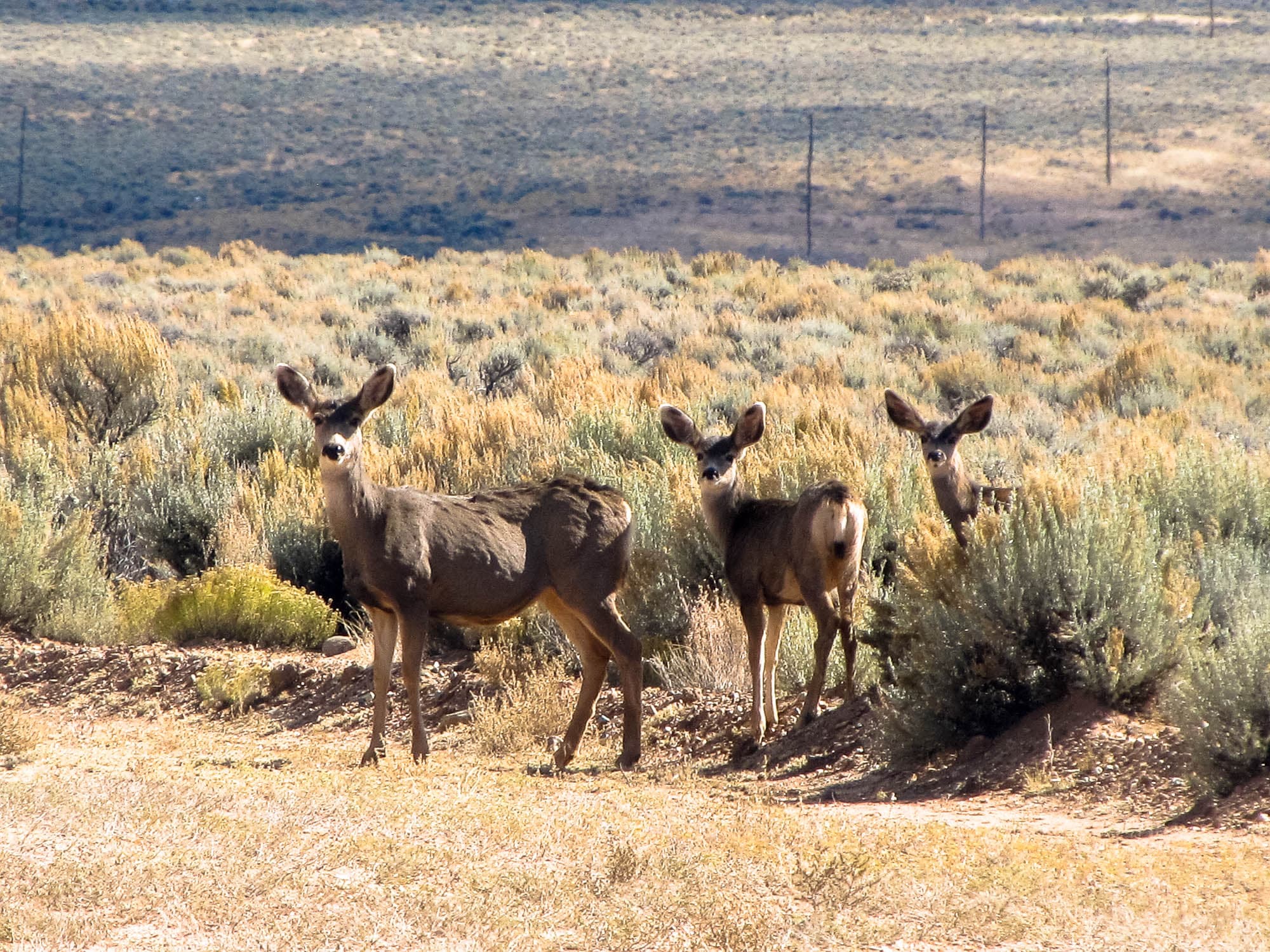 Three mule deer standing in sagebrush, two of them looking straight at the camera, a fence line on the slope behind.