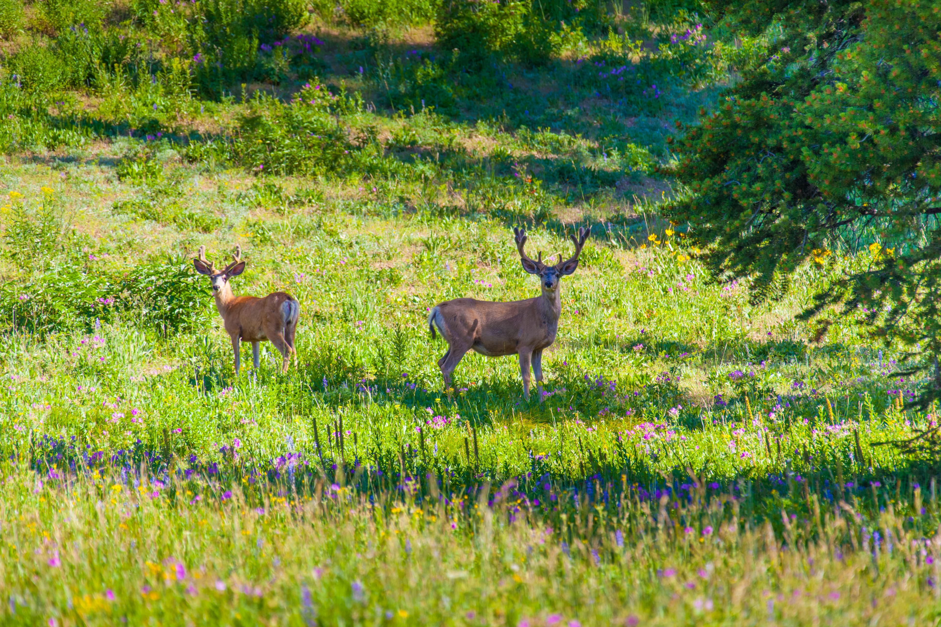 Two bucks standing in a green summer meadow scattered with purple and yellow wildflowers, dark timber along the upper edge.
