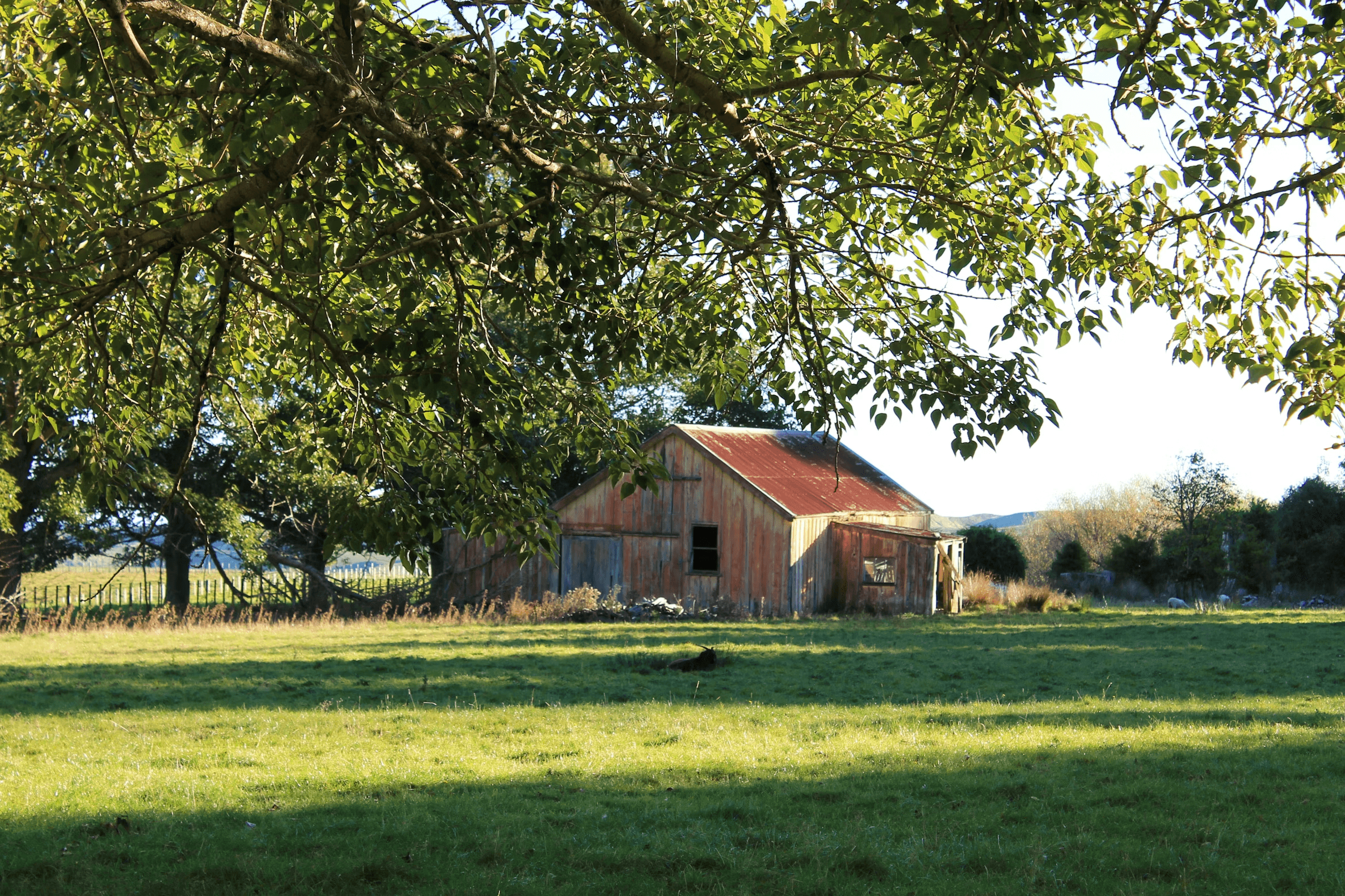 A weathered red barn at the edge of a mown green field, framed by a large shade tree.