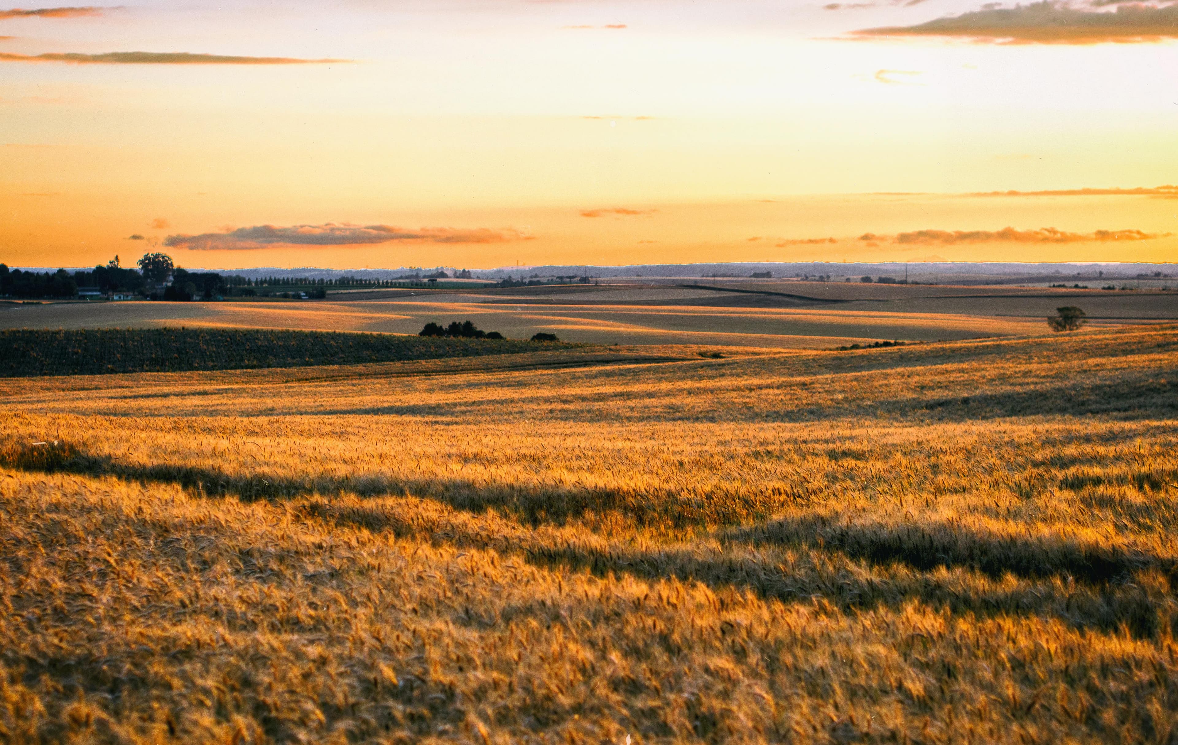 Wide farm country at sunset, bands of golden grain running to a distant treeline under an orange and blue sky.