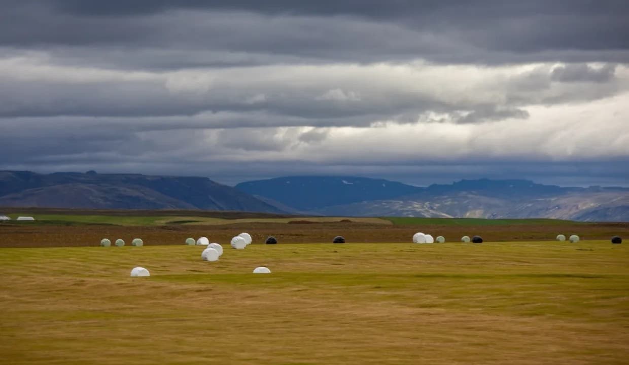 A wide golden plain with scattered grazing livestock under a heavy bank of cloud.