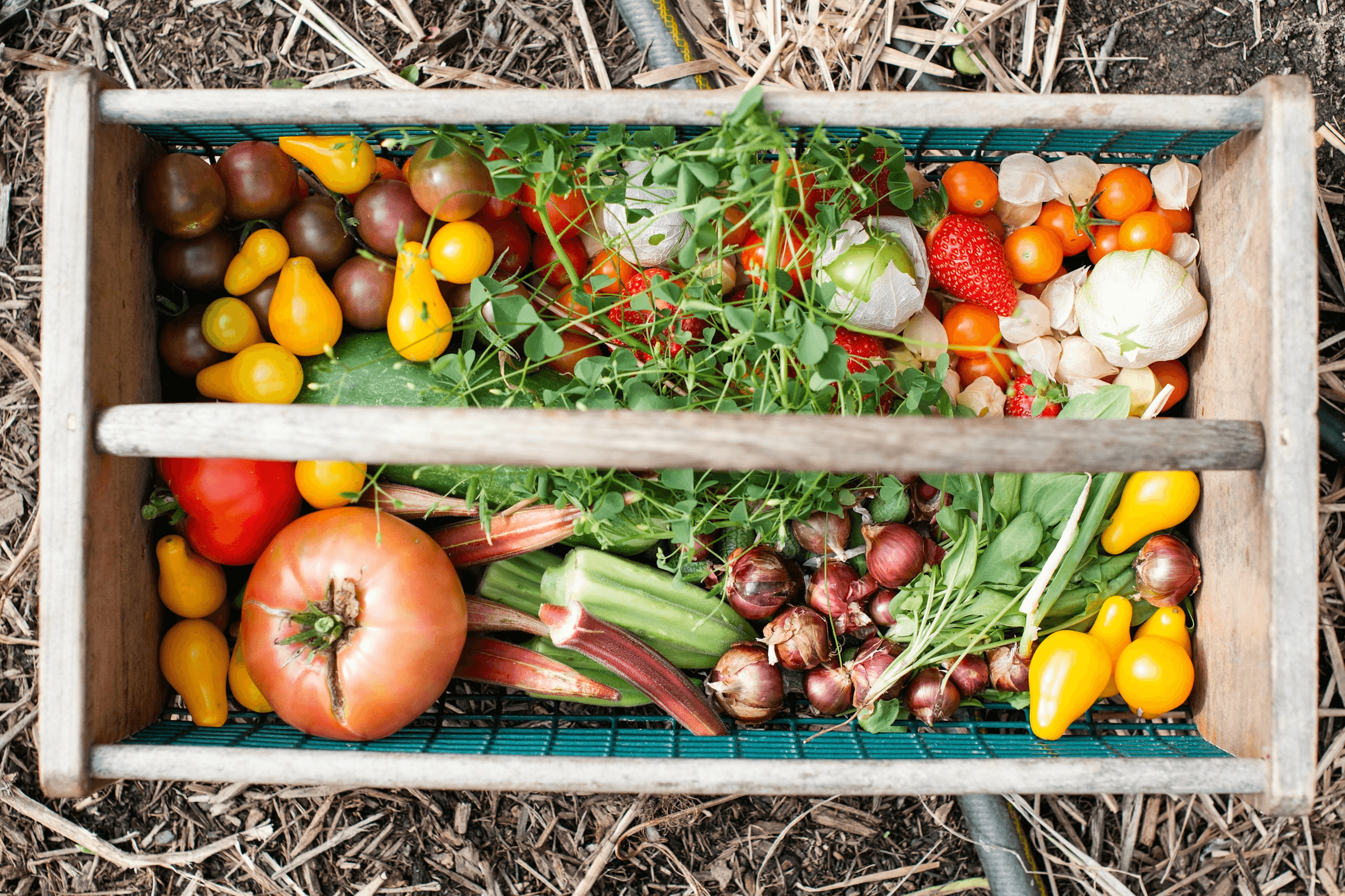 A wooden harvest tray filled with heirloom tomatoes, peppers, radishes, carrots and greens, set on straw.