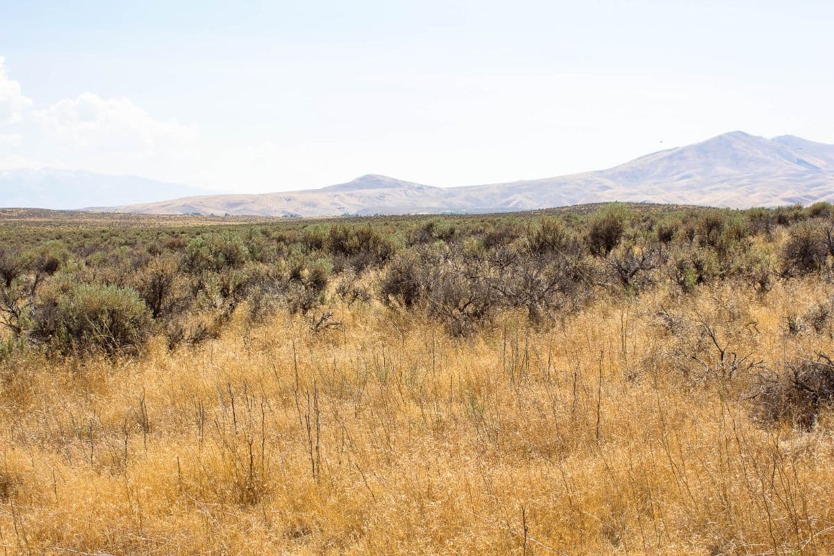Nevada land
