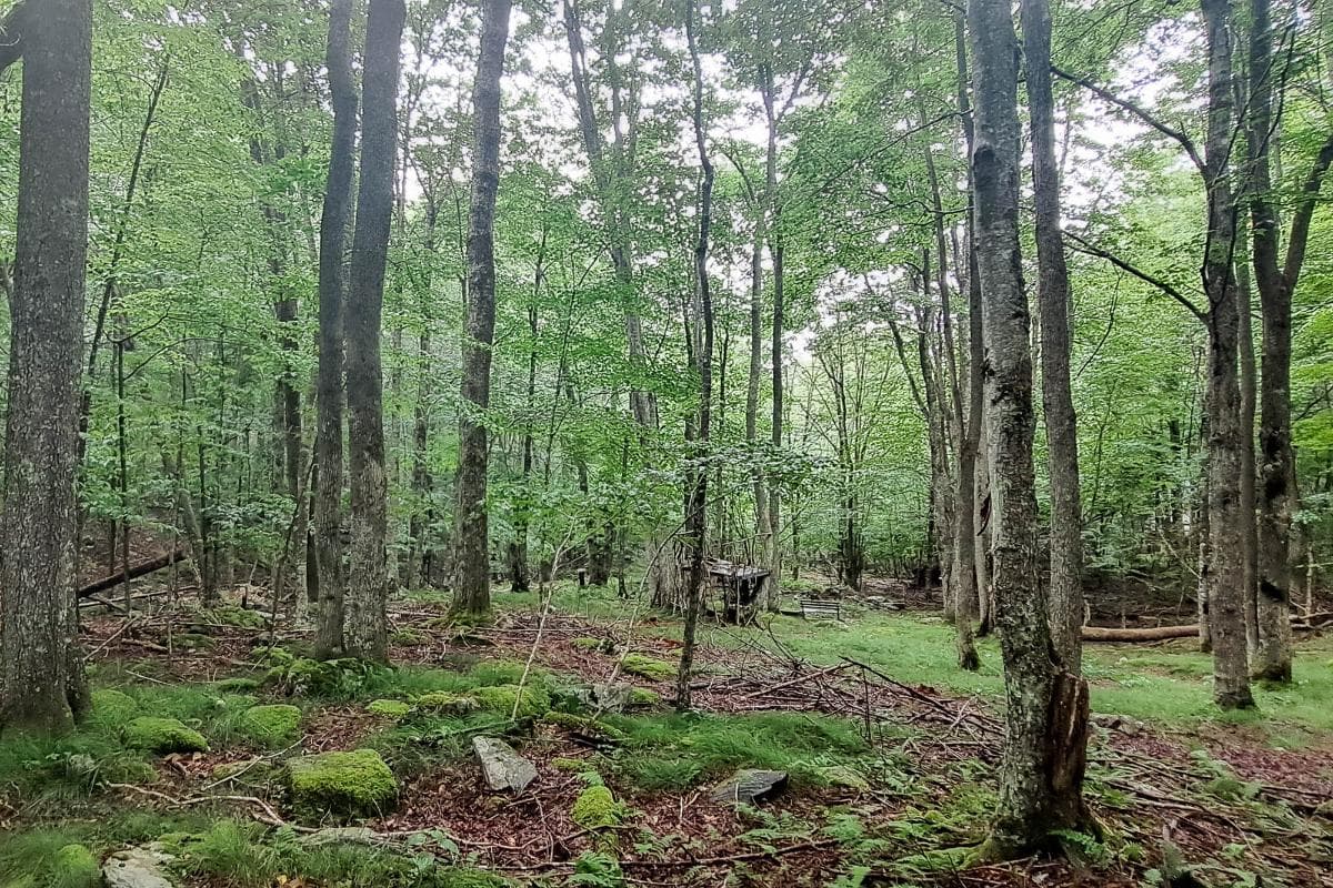North Carolina land
